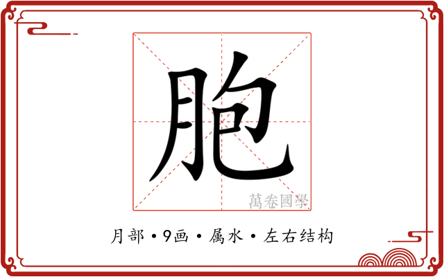 胞