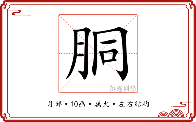 胴