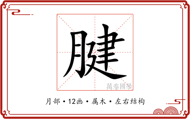 腱