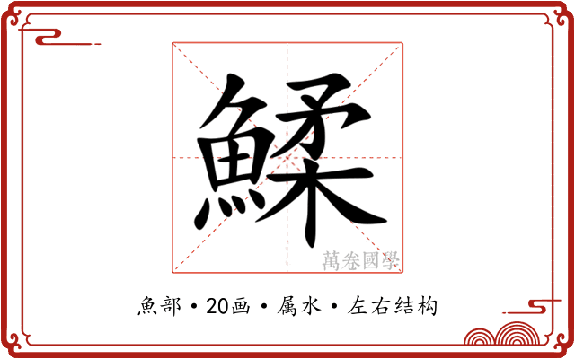 鰇