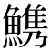 𩺫