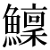 𩼤