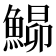 𩹡